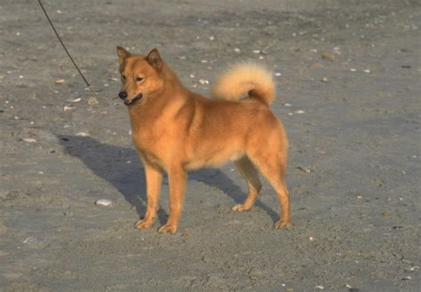 Finnish Spitz Puppies For Sale - AKC PuppyFinder