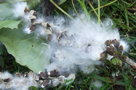 Cottonwood seed pod Cottonwood, Seed Pods, Flower Power, Seeds, Flowers, Plants, Plant, Royal ...