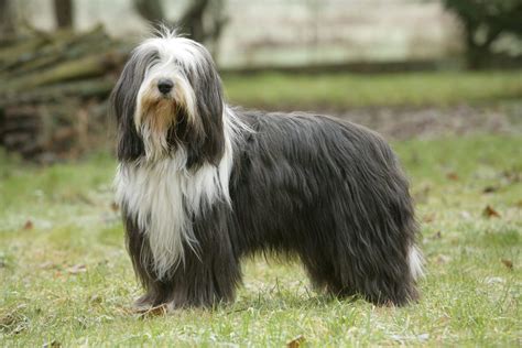 Bearded Collie : caractère, origine, prix, éducation et conseils