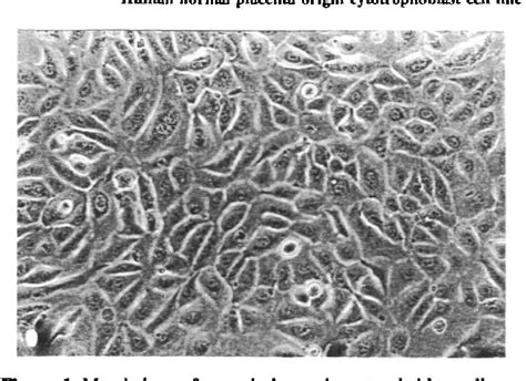 Figure 1 from Establishment and characterization of a cytotrophoblast ...