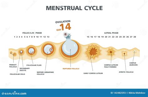 Chart Of Menstrual Cycle And Ovulation