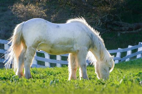 How to Care for a Service Miniature HorseService Animal Registry of California