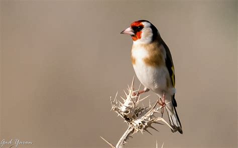 Gad Yaron - Birds Photography - Birds in Israel