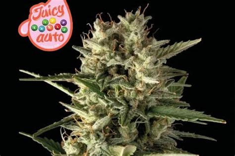 The Best Seedsman Seeds: Strain Guide - Mold Resistant Strains