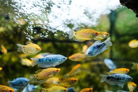 11 Popular & Colorful Gourami Fish Types (with Setup & Care)