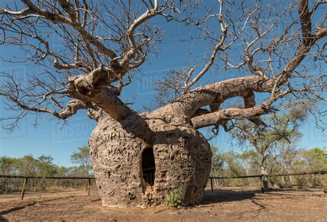 The 'Prison' Boab tree / Australian baobab (Adansonia gregorii) which was used to lock up ...