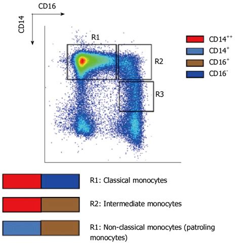 Expression of CD14 ++ and CD16 + cells. | Download Scientific Diagram