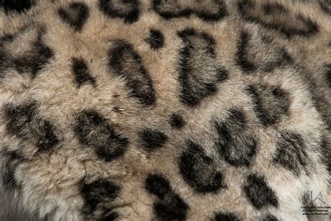 Snow Leopard Fur Pattern