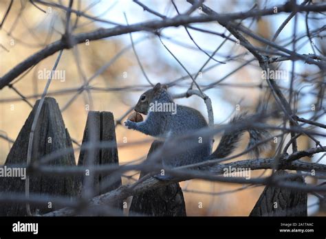 Squirrel eating peanut Stock Photo - Alamy