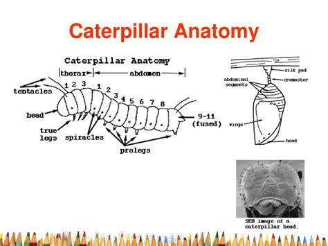 4/30 & 5/1- 7th Grade Agenda Learning Objective: Learn about arachnids ...