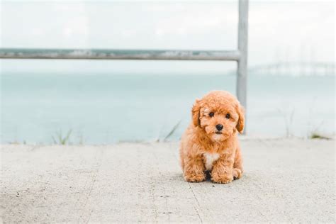 Top 10 Most Affectionate Dog Breeds: The Friendliest Companions (And It ...