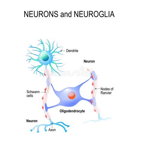 Neuronas y neuroglia ilustración del vector. Ilustración de receptor - 102341832