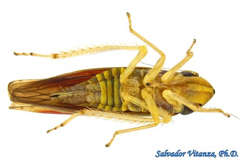 Hemiptera-Auchenorrhyncha-Cicadellidae-Sibovia compta-Sharpshooters (P ...