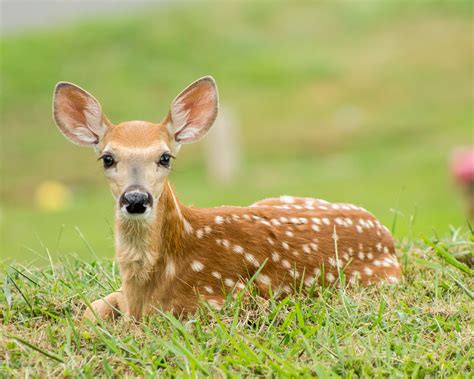 A baby deer let me get up close and personal today | Animals, Baby deer, Deer pictures