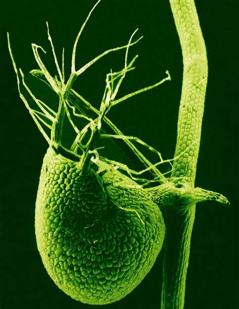 Carnivorous Plants Bladderwort