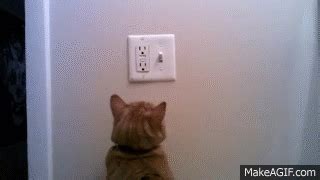 Cat turning off light on Make a GIF