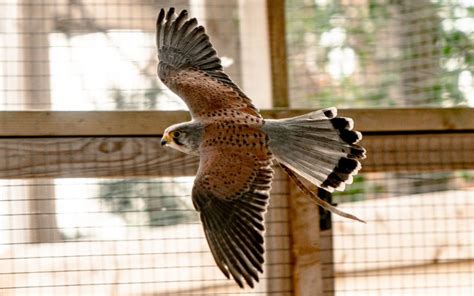 Wildlife Week @ Hogshaw Farm & Wildlife Park - Visit Aylesbury