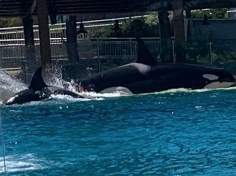 Video shows orca appearing to attack another killer whale at US park ...