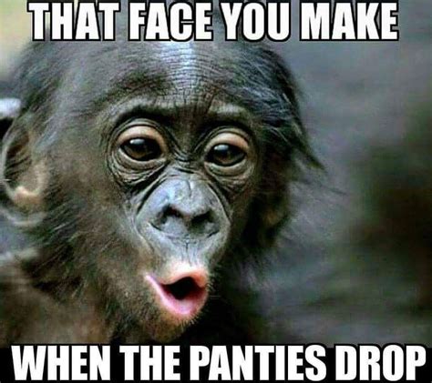 31 Top Notch Pics And Memes To Make You Laugh | Funny monkey pictures, Monkeys funny, Fishing humor