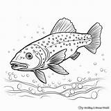 Brook Trout Coloring Pages  Free & Printable sketch template