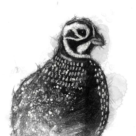 Original Quail sketch | SeanBriggs