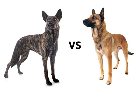 Dutch Shepherd vs. Belgian Malinois: What’s the Difference?