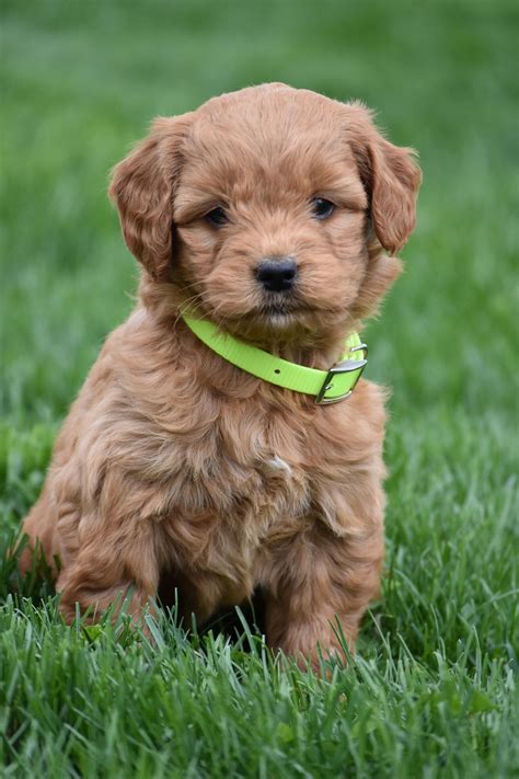 Pin by Starwars Girl on Cute Animals | Mini goldendoodle puppies ...