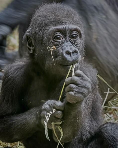 Baby Western Lowland Gorilla at The Buffalo Zoo