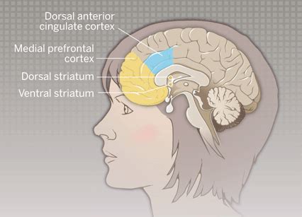 Deric's MindBlog: How our prefrontal cortex explores and exploits options.