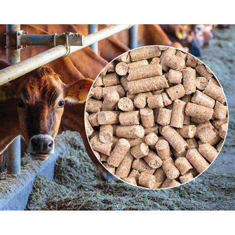 pellets Super Milk Cattle Feed, 50KG, 12% Maximum, Rs 1280 /bag | ID: 22507503662