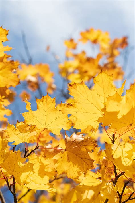 Leaves, yellow, dry, autumn, maple, HD phone wallpaper | Peakpx