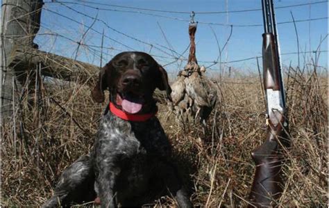 Free 20: Deer Hunting Dogs For Sale Australia