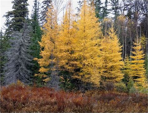 Silverpixel: FALL TAMARACK, NORTHERN ONTARIO