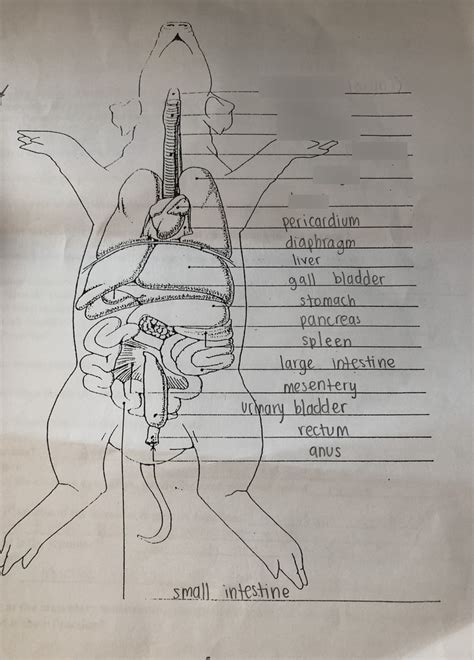 Fetal Pig Abdominal Cavity Diagram- upper part Diagram | Quizlet