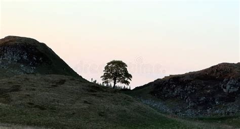 Gap Tree Robin Hood Robinhood Stock Photos - Free & Royalty-Free Stock ...