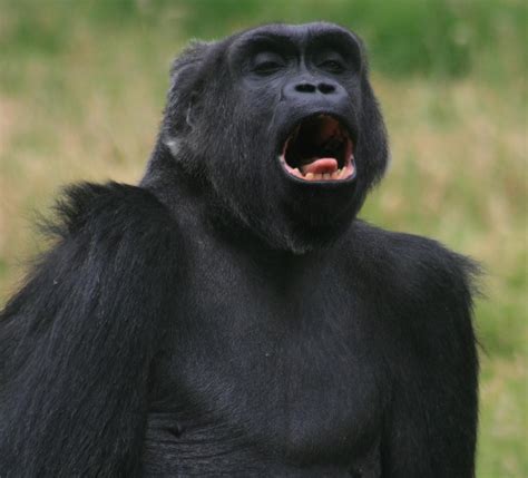 Funny Gorilla Tongue | Funny And Cute Animals