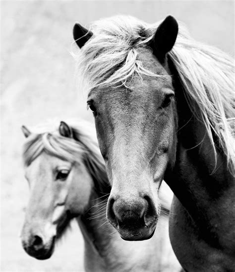 Wild Horses Photography Print | Black and White Horse Photography Print ...