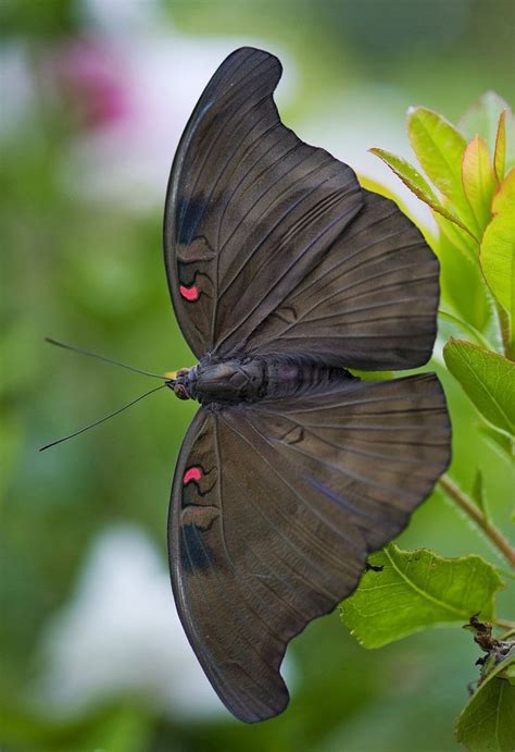 17 Best images about Butterflies, Moths and Other Insects on Pinterest ...