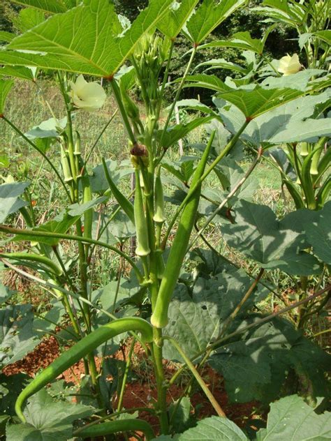 Okra plant images - suatila