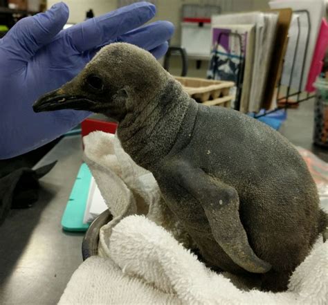 Penguin Chick Gets A "Cool" Name - ZooBorns