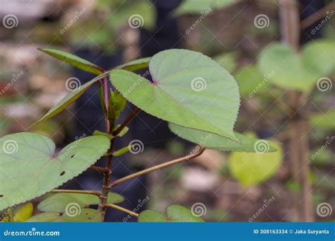 Daun Waru, Hibiscus Tiliaceus or Sea Hibiscus Green Leaves, Heart Shape Leaves of Bonsai Tree ...