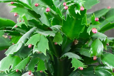 Christmas Cactus or Thanksgiving Cactus? Which One Do You Have? - Farmers' Almanac - Plan Your ...