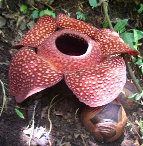 Rafflesia arnoldii - Largest Flower On Earth Has 3 Feet Dia