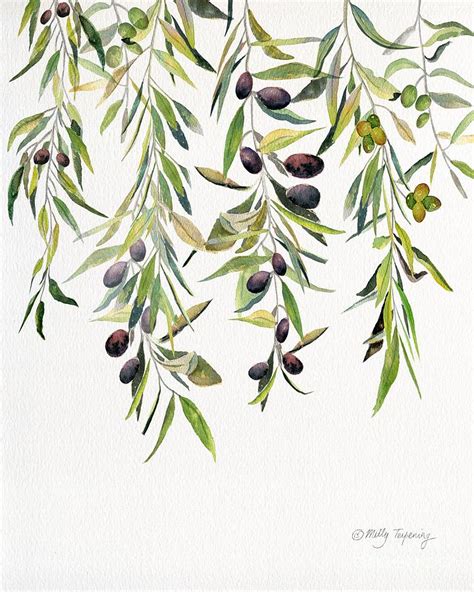 Olive Branch Watercolor Painting by Melly Terpening - Fine Art America