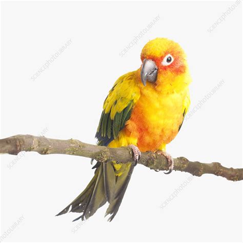 Sun parakeet - Stock Image - C051/4141 - Science Photo Library