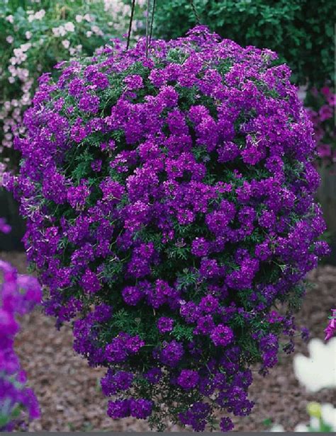 Trailing Verbena | Verbena plant, Plants, Garden shrubs