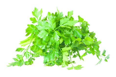 Free photo: Parsley - Herb, Plant, Sun - Free Download - Jooinn