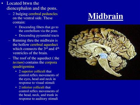 Mesencephalon Anatomy