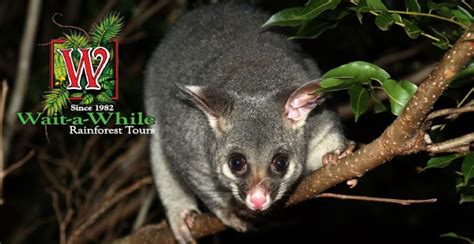 Rainforest Wildlife Night Spotlighting Tours Cairns