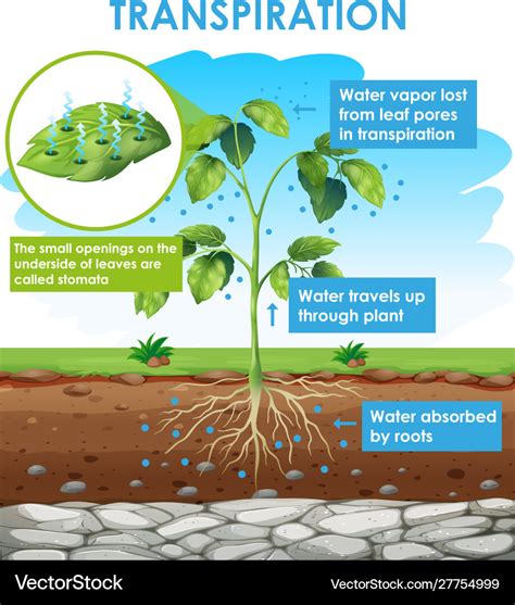 Diagram showing transpiration in plant Royalty Free Vector